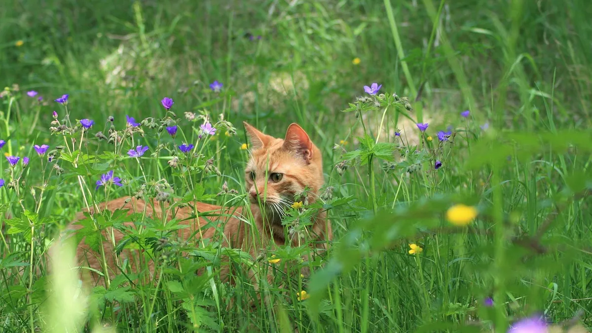 Milk Thistle for Cats: Dosage, Benefits, and Safety