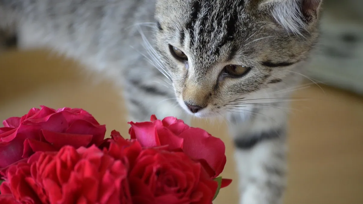 Are Mini Roses Toxic to Cats? Pet Safety Guide