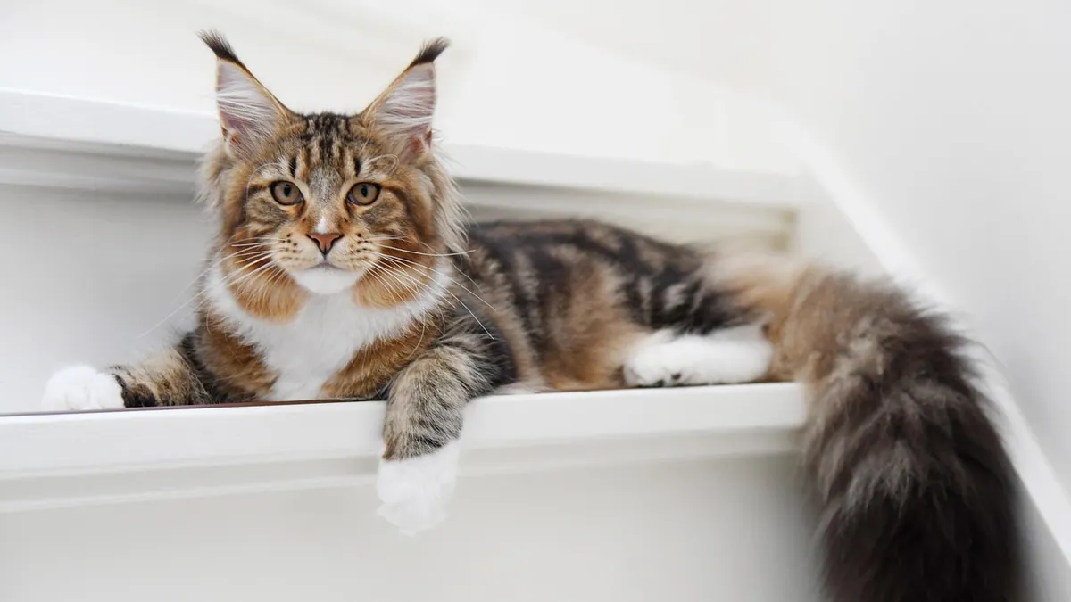 How Long Does Miralax Take to Work in Cats?
