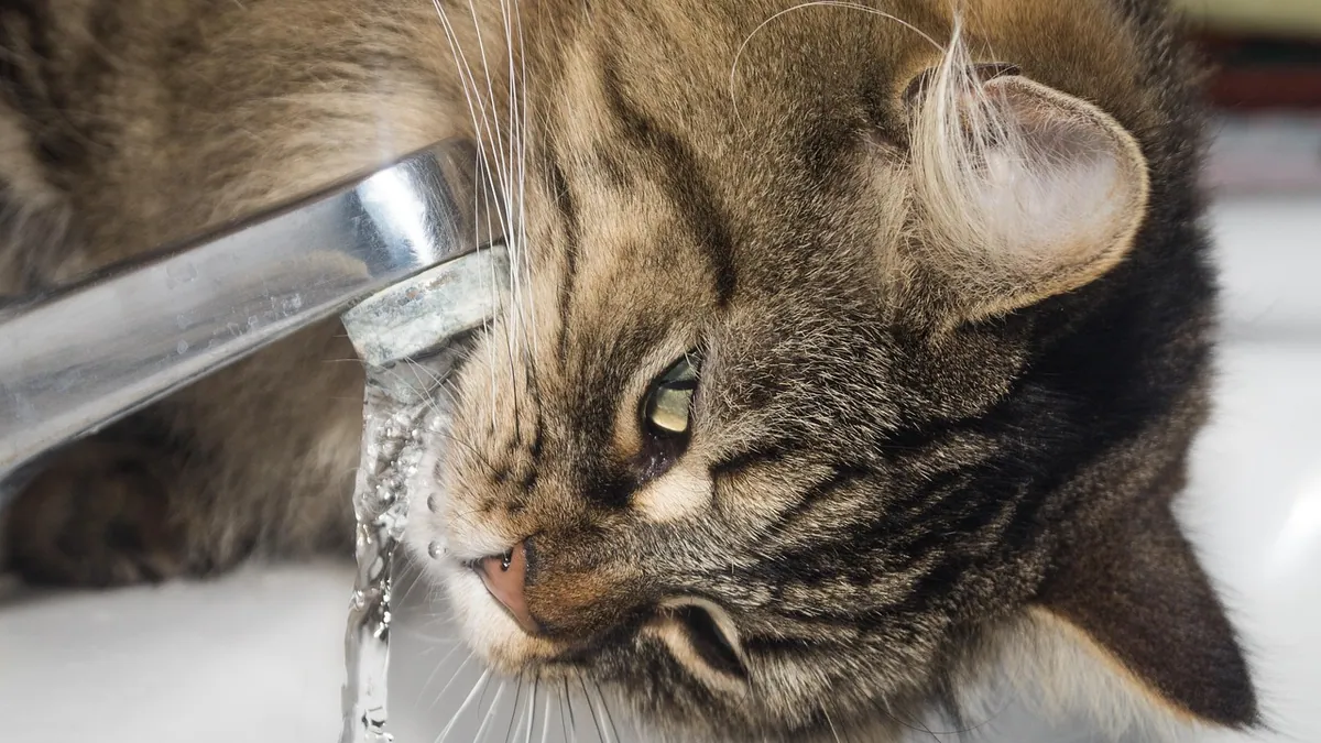 Miralax for Cats Dosage : A Safe Guide
