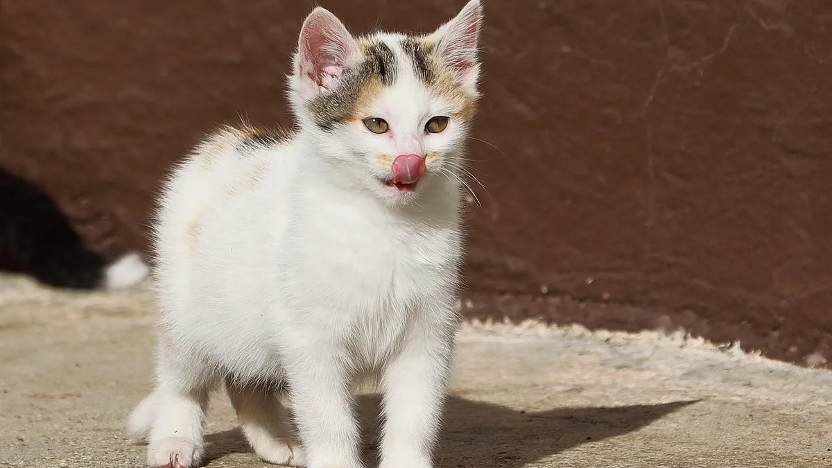 Miralax for Cats Side Effects: Risks and Warning Signs