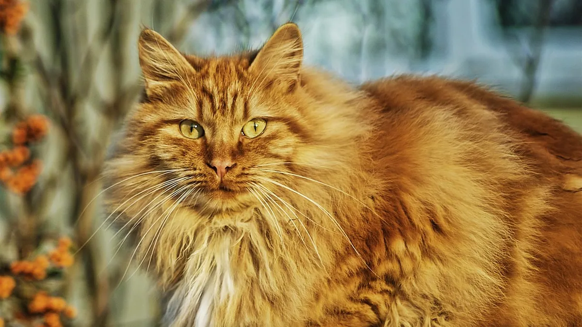 Does Mirataz Cause Restlessness in Cats? Side Effects