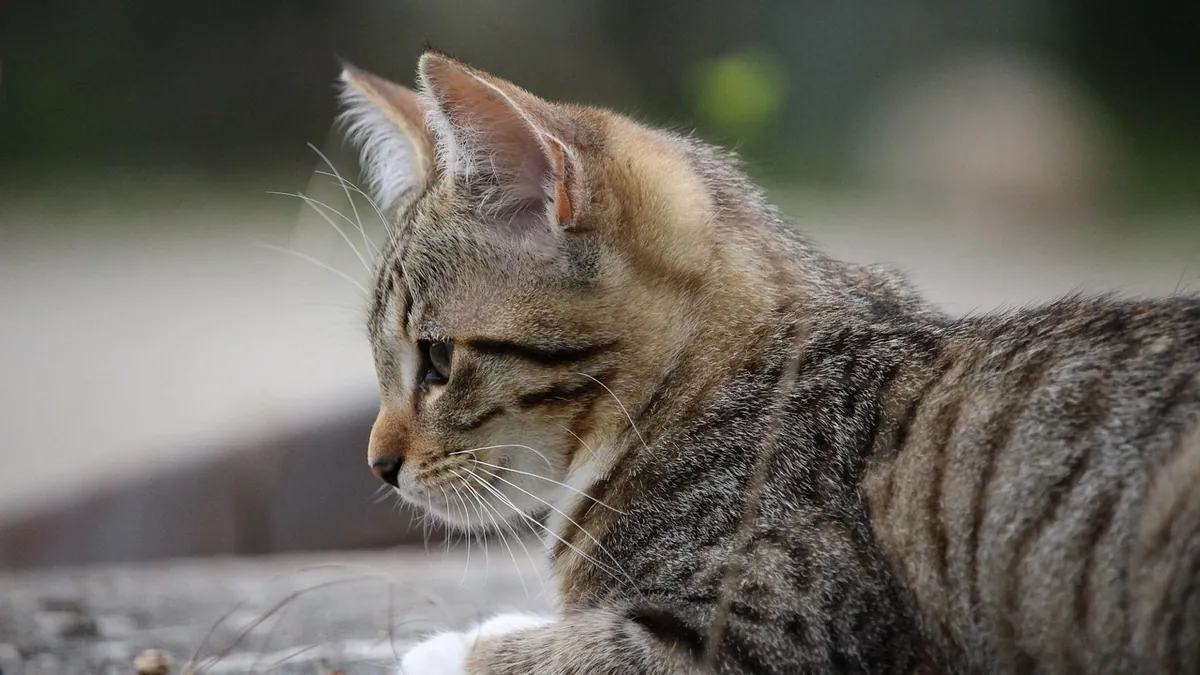 Mirtazapine for Cats: How Long It Lasts and Dosing Frequency