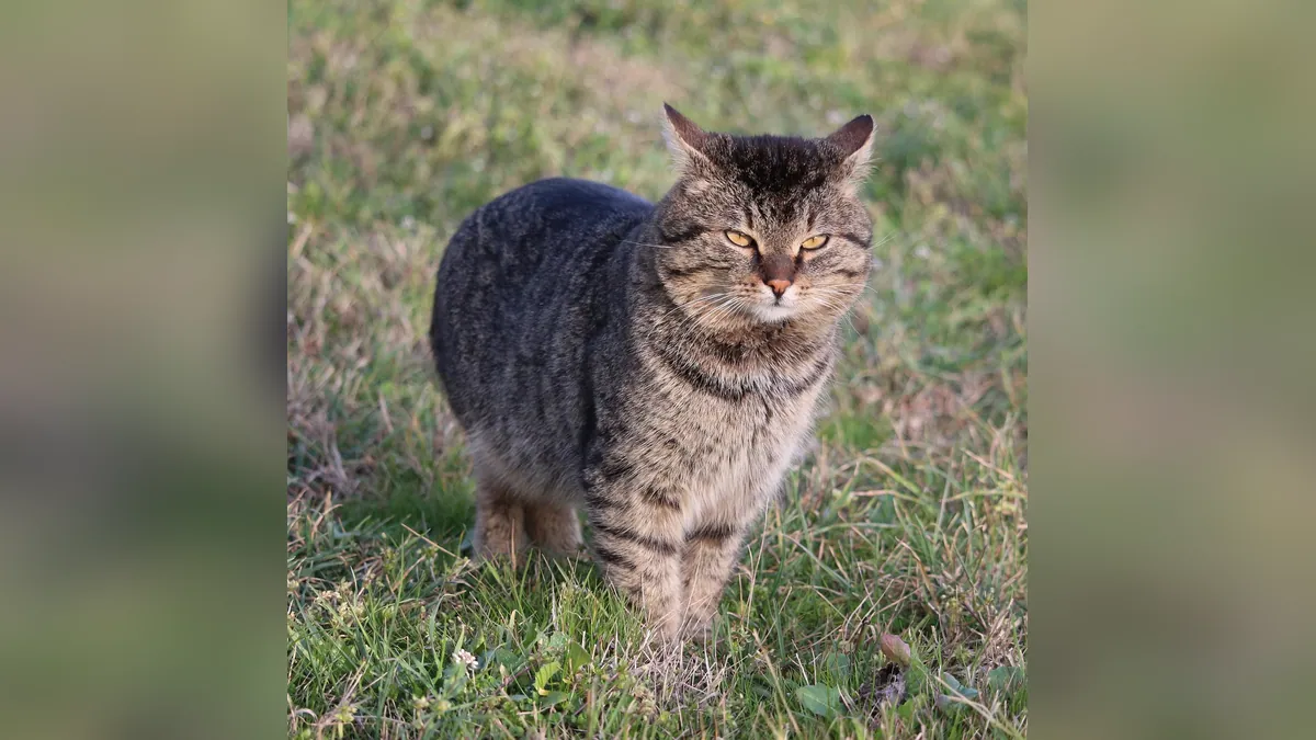 Mirtazapine for Cats: Side Effects, Dosage, and Safety
