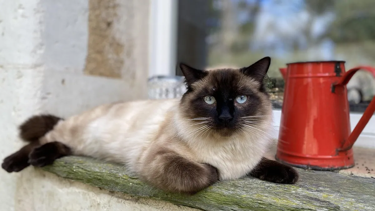 Can You Get Mirtazapine for Cats Without a Vet Prescription?