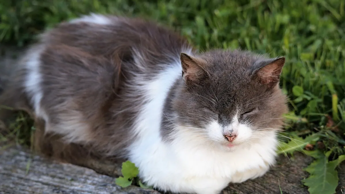 Mirtazapine Not Working in Cats: Why and What Next