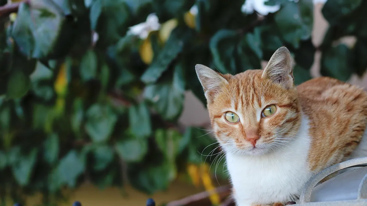 Mirtazapine vs Entyce for Cats: Which Appetite Stimulant?