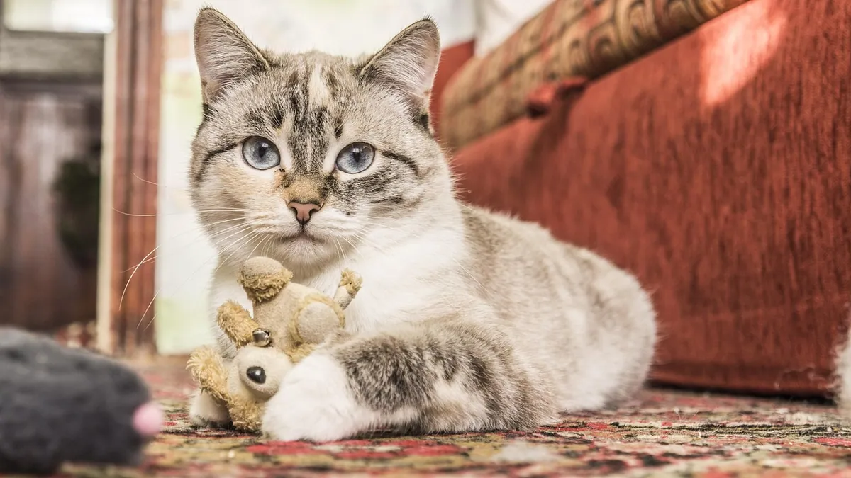 Missed Dose of Heart or Seizure Meds in Cats