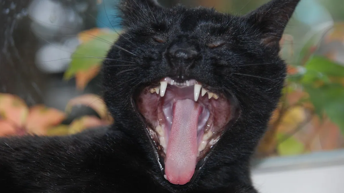 Missing Teeth in Cats: Causes and What to Do
