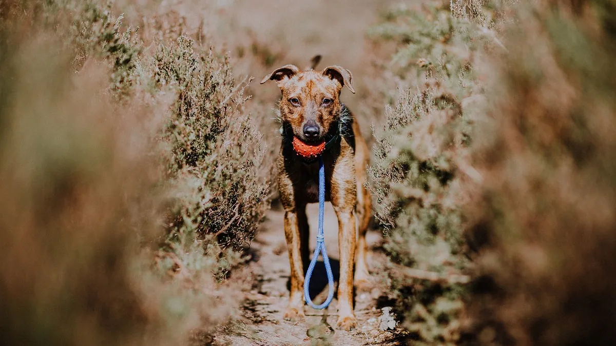 Is Mistletoe Cactus Toxic to Dogs? Safety Facts