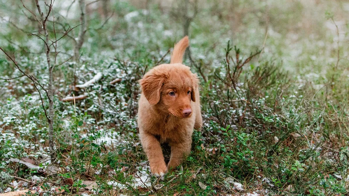 Is Mistletoe Poisonous to Dogs? Signs and Risks