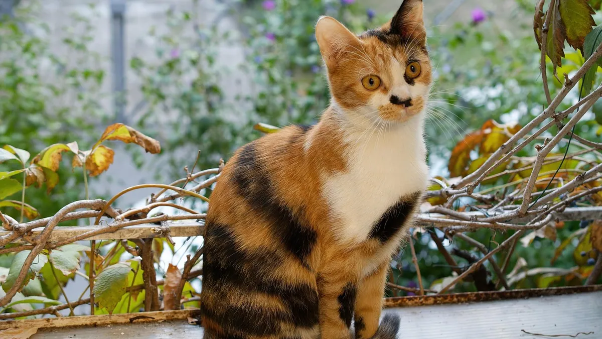 Is Mistletoe Toxic to Cats? Real vs Cactus Varieties