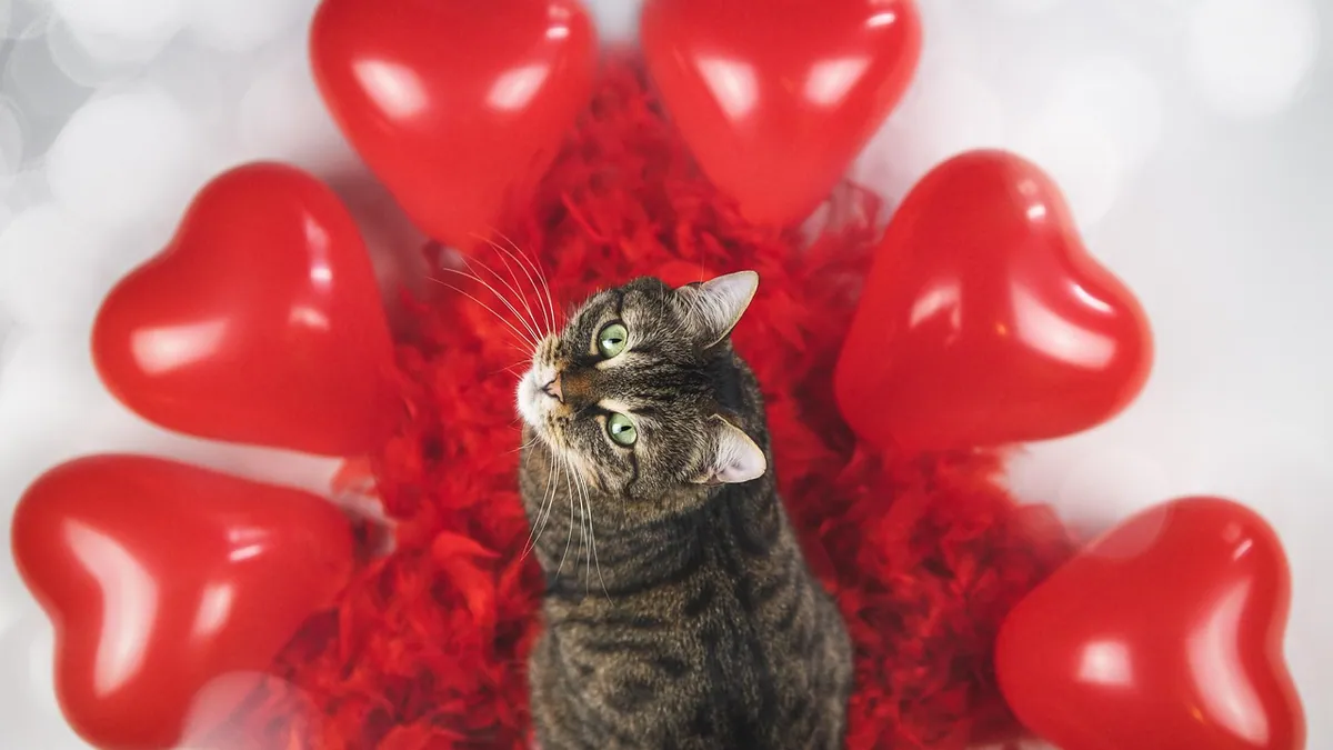 Mitral and Tricuspid Regurgitation in Cats: What It Means