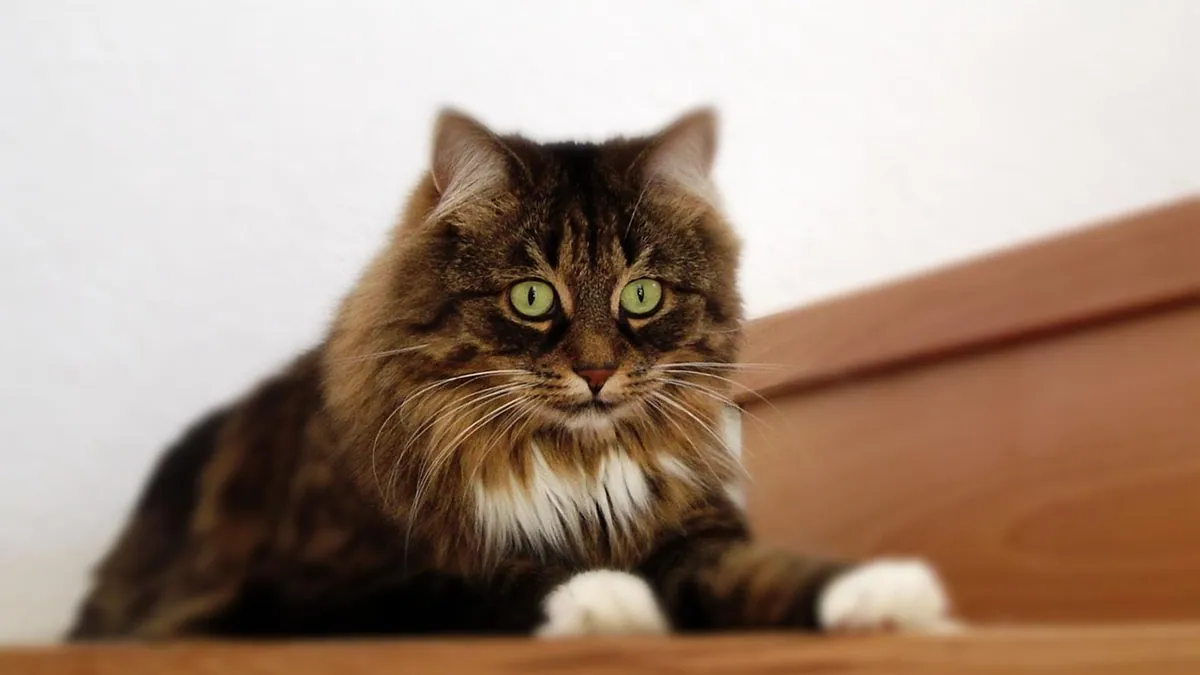 Moldy-Looking Cat Poop: Causes and When to Worry