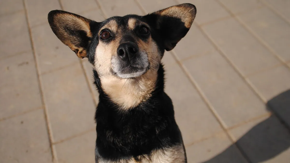 Mometamax and Deafness in Dogs: Real Risk or Myth?