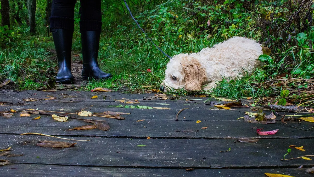 Is Money Tree Toxic to Dogs? Pachira Safety