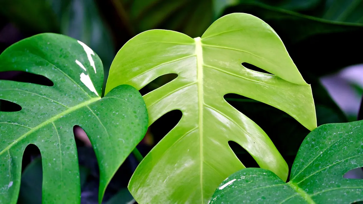 Is Monstera Toxic to Cats? Varieties and Symptoms