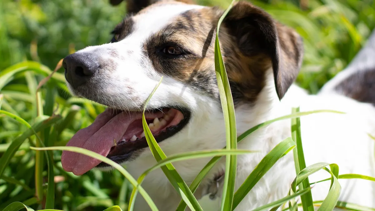Is Monstera Toxic to Dogs? Swiss Cheese Plant Risks