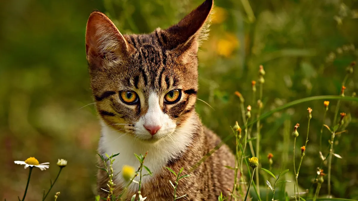 Is Moon Cactus Toxic to Cats? Grafted Cactus Safety