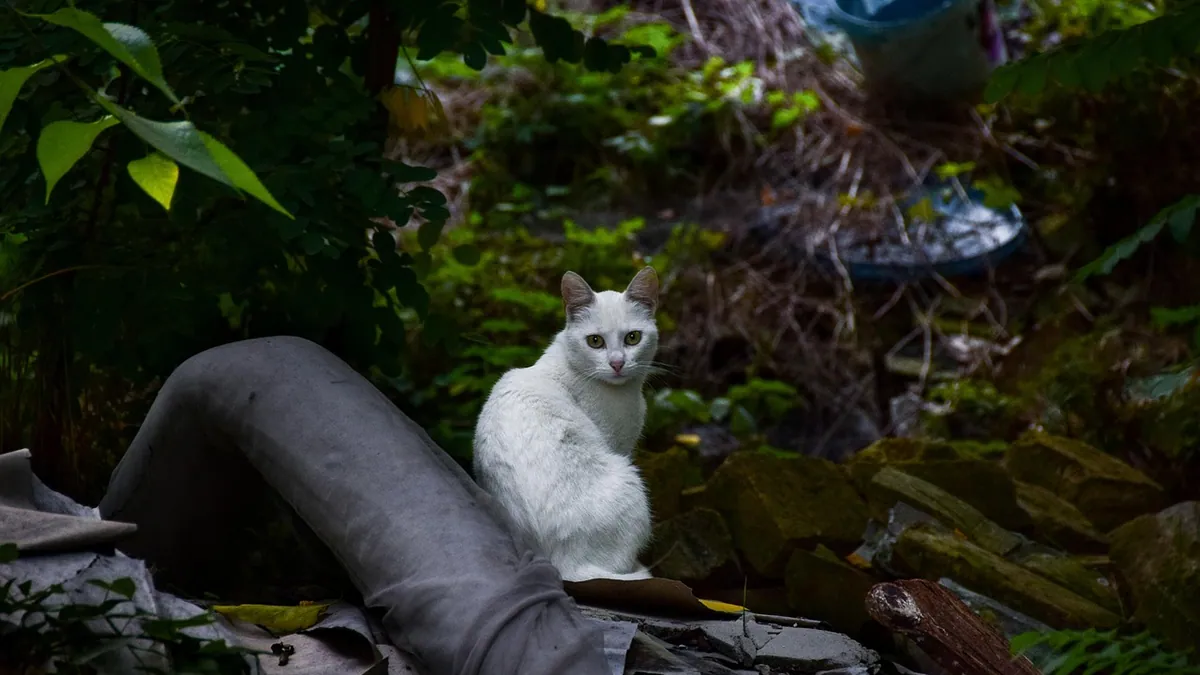 Is Moonshine Snake Plant Toxic to Cats?