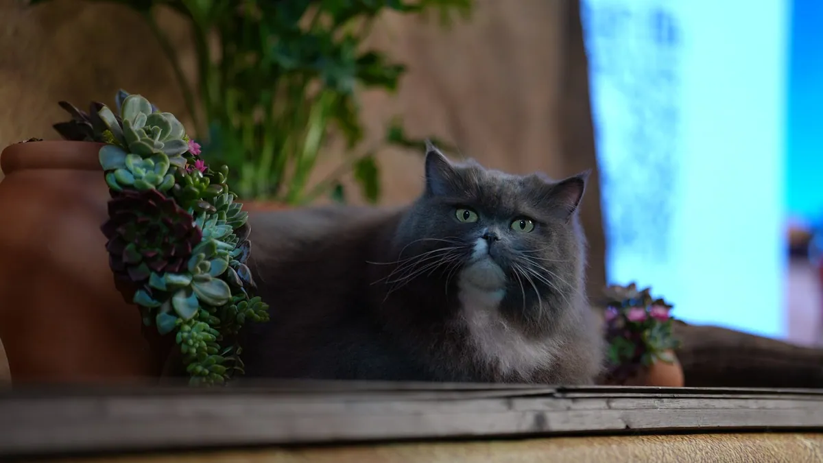 Is Moonstone Succulent Toxic to Cats? Safety Check