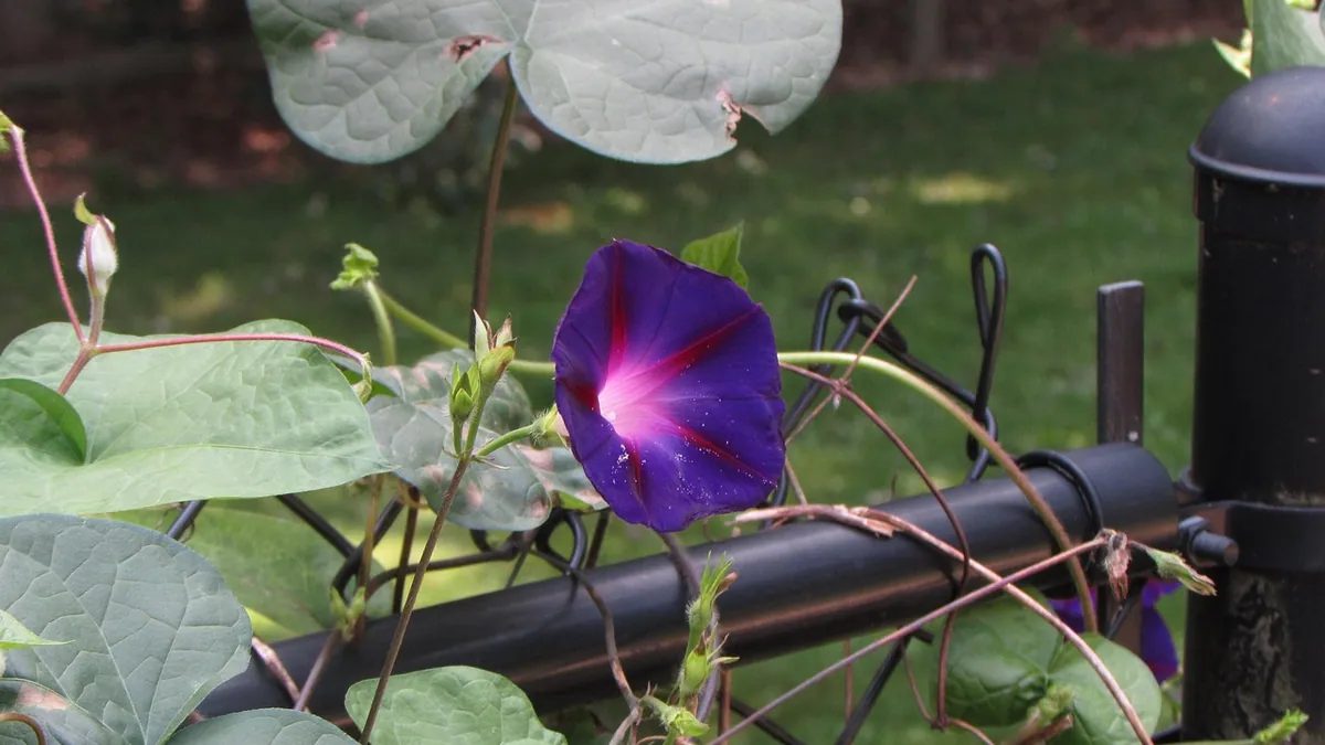 Are Morning Glories Poisonous to Pets?