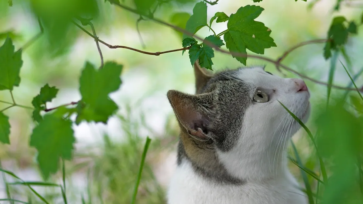 Is Morning Glory Toxic to Cats? Seeds, Vines, Leaves