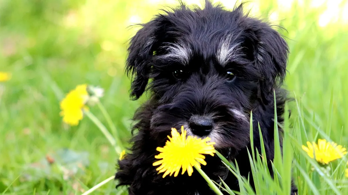 Is Moss Rose Toxic to Dogs? Portulaca Safety