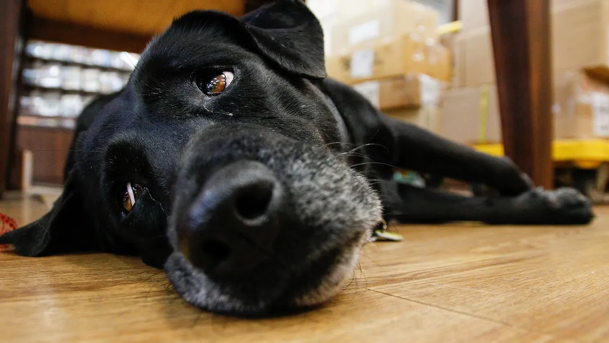 Are Mothballs Toxic to Dogs? Fumes and Ingestion