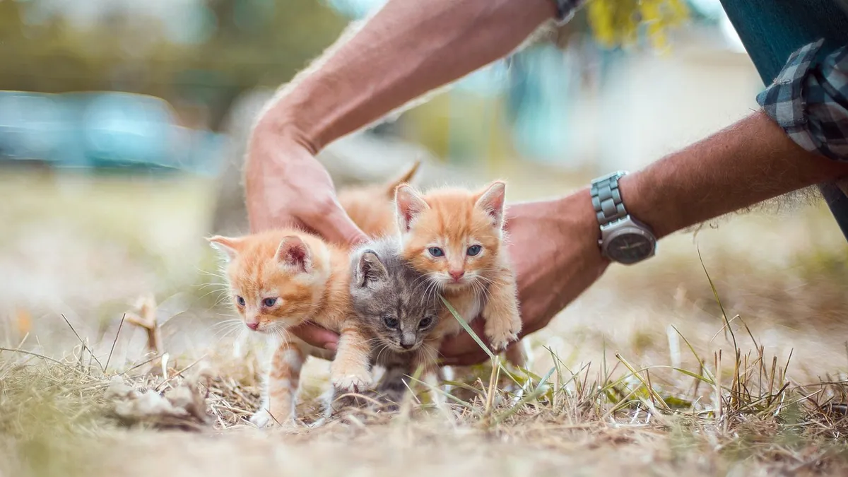 Motherless Kitten Care: Feeding and Warmth Basics