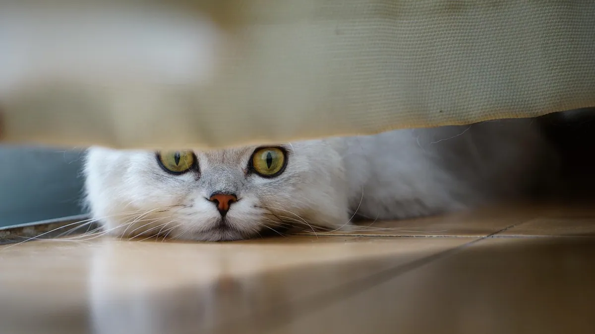 Are Mouse Traps and Rodenticide Dangerous to Cats?