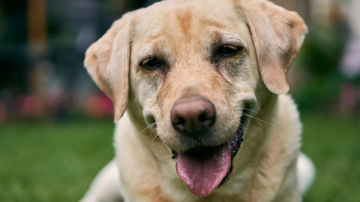 Mouth Cancer in Dogs Bleeding: What It Means and What to Do