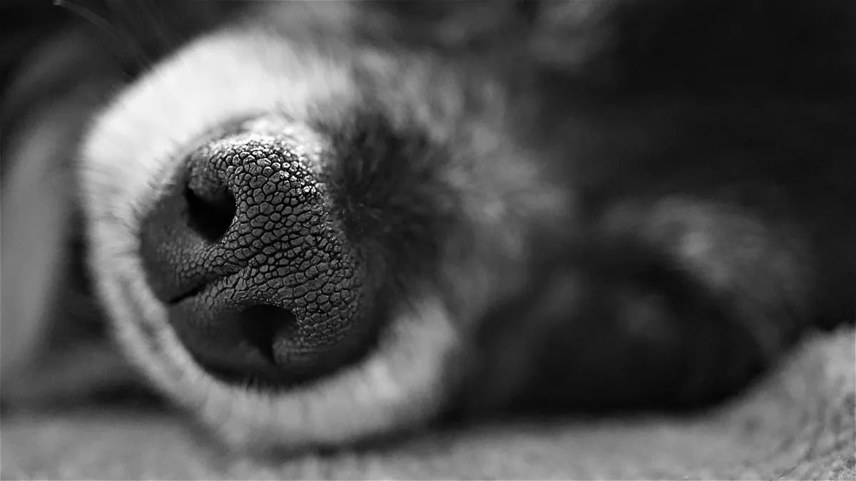 Mouth Cancer in Dogs: Survival Rates by Type and Stage