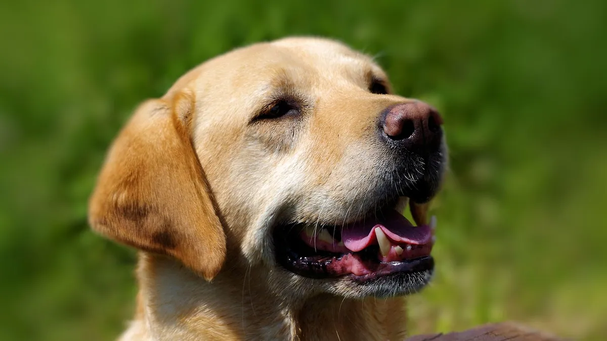 Mouth Cancer in Dogs: Treatment Options and When to Euthanize