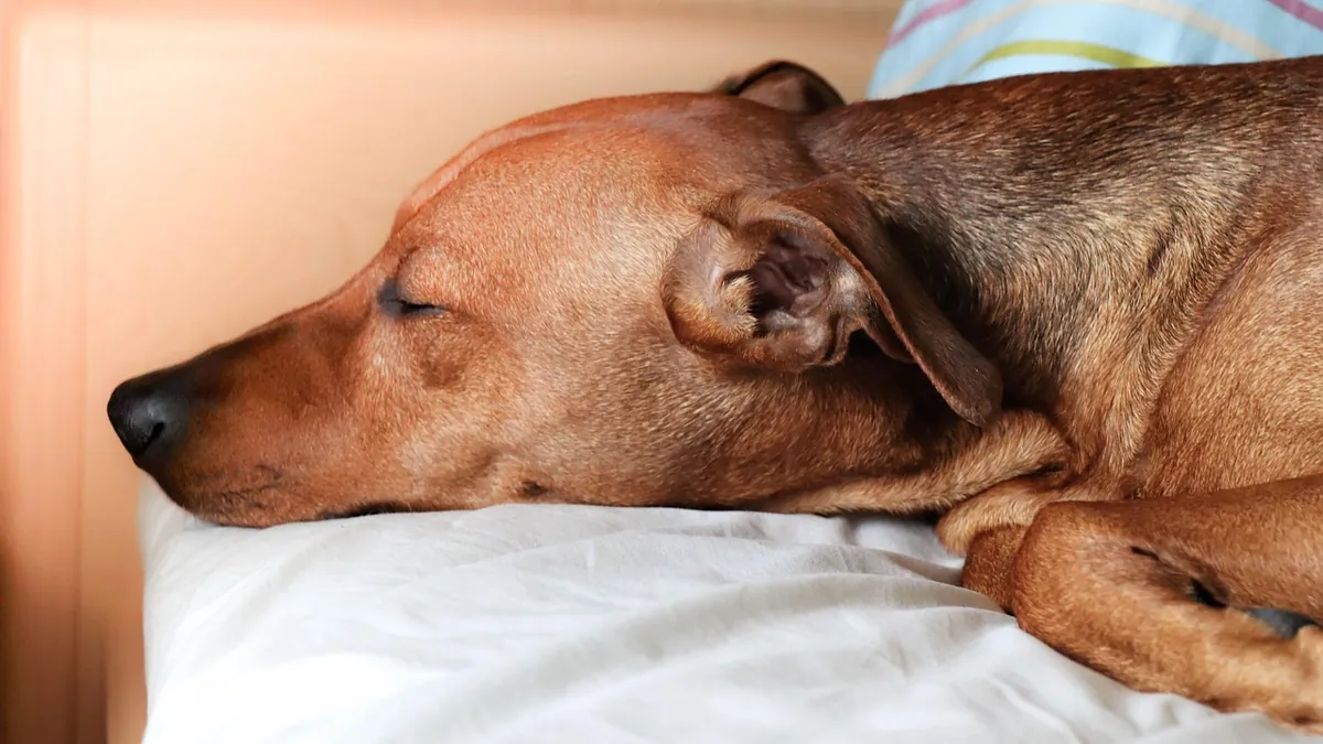 Moving Your Dog Out of the Bedroom: A Gentle Sleep Plan