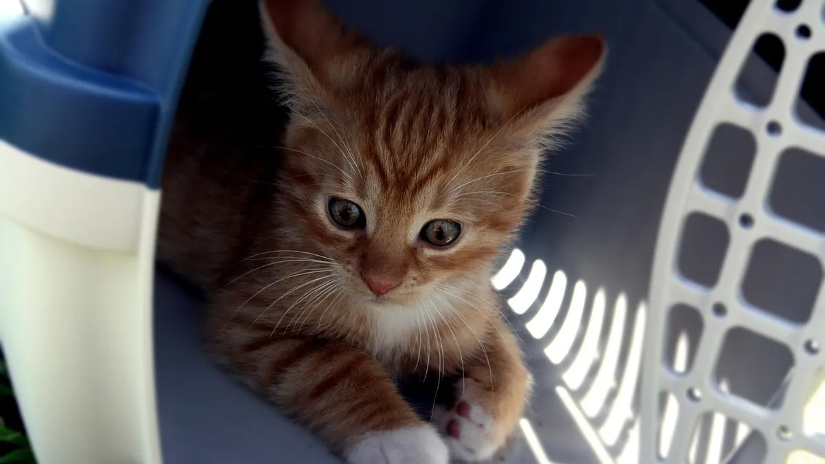 Moving House With a Cat: Butter Paws Myth and Real Tips
