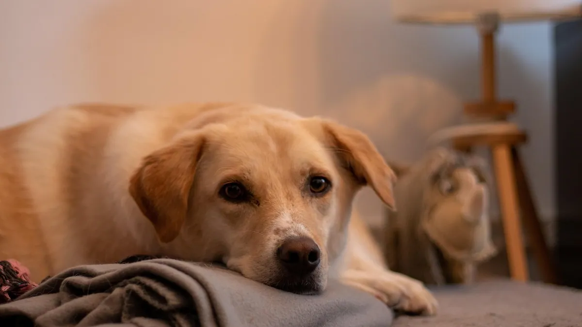 Moving House With an Older Dog: How to Reduce Stress