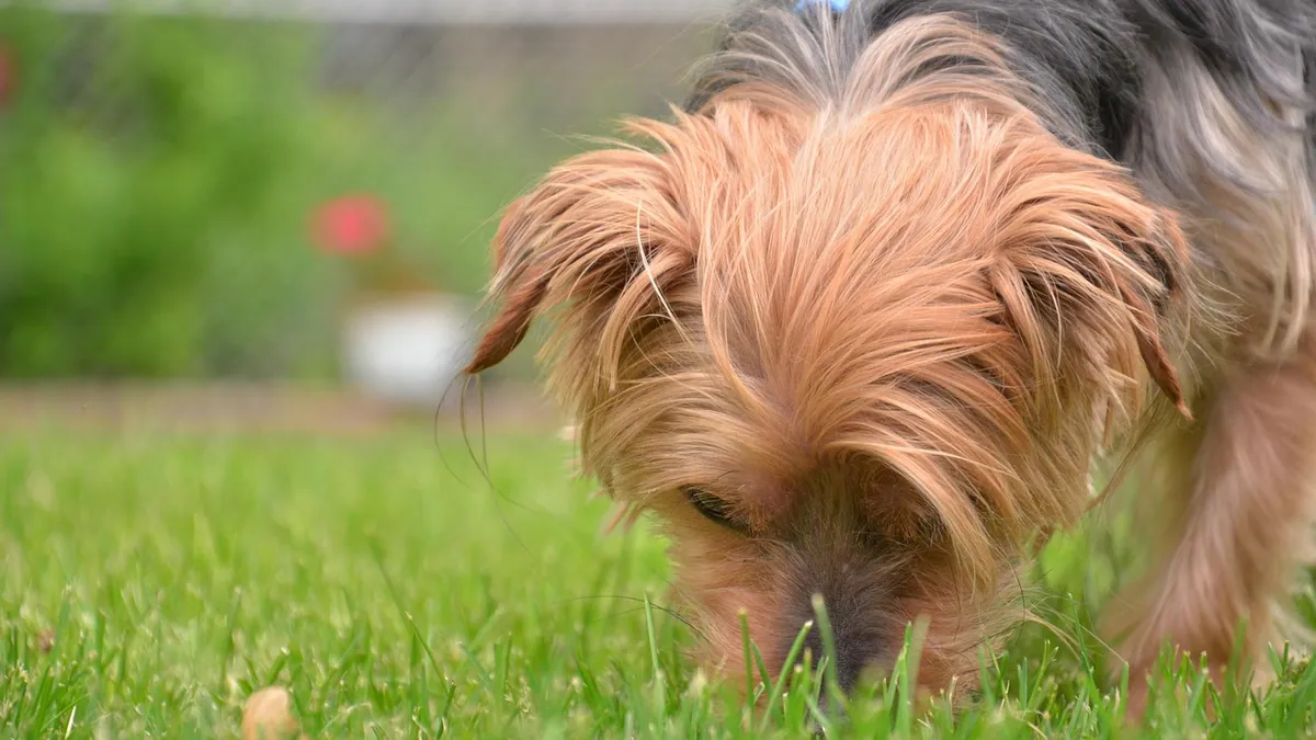 Mower's Mushroom Toxicity in Dogs: Symptoms and Treatment