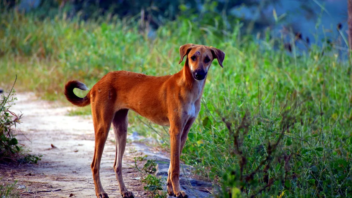 MRSA in Dog Bladder and Urine: Diagnosis and Treatment