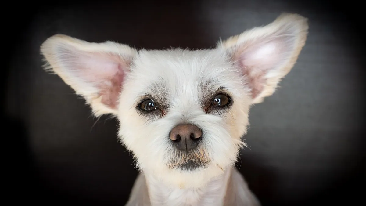 MRSA in Dog Ears: Signs, Diagnosis, and Treatment