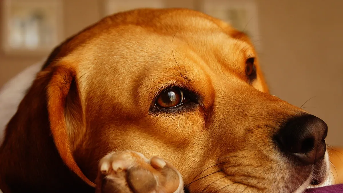 MRSA in Dogs: Symptoms on Skin, Eyes, and Paws