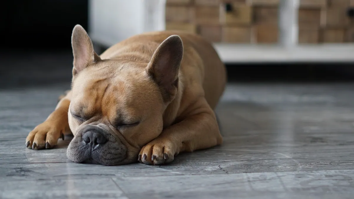Mucinex Side Effects in Dogs: What Owners Should Know