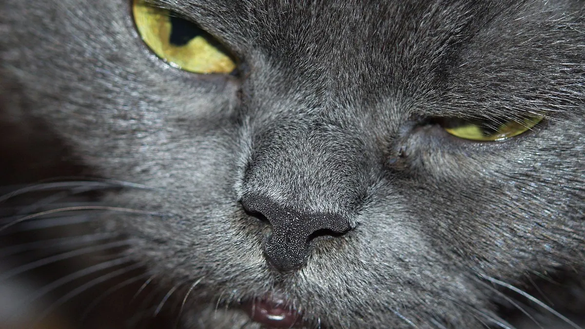 Is Mucinex Safe for Cats? Dosage and Dangers