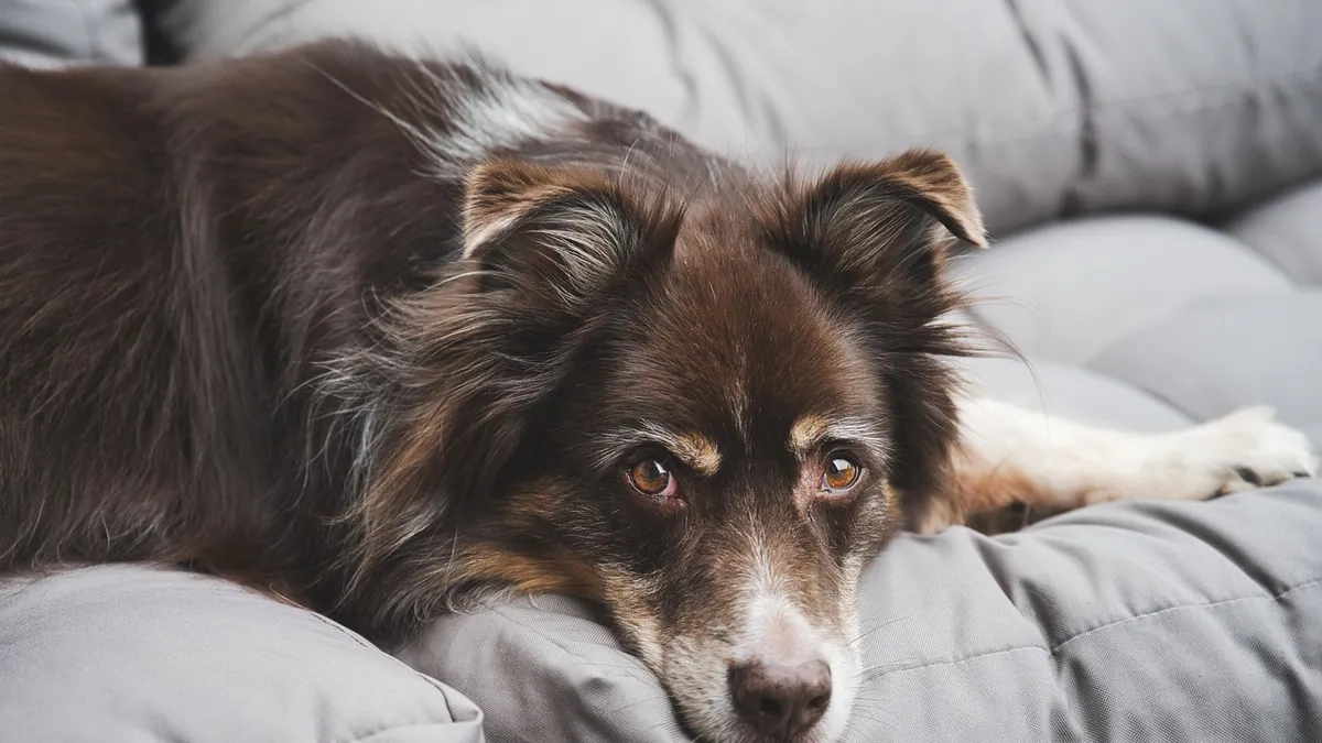 Mucinex for Kennel Cough in Dogs: Does It Help?