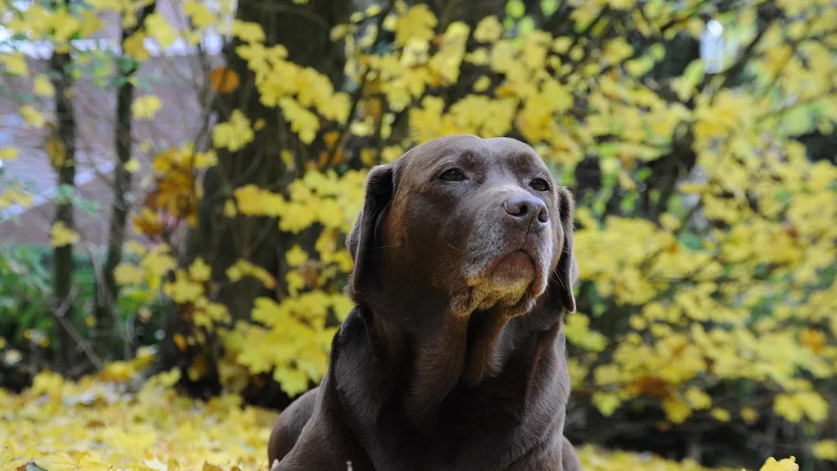 Is Mulch Toxic to Dogs? Rubber, Cocoa and Cedar