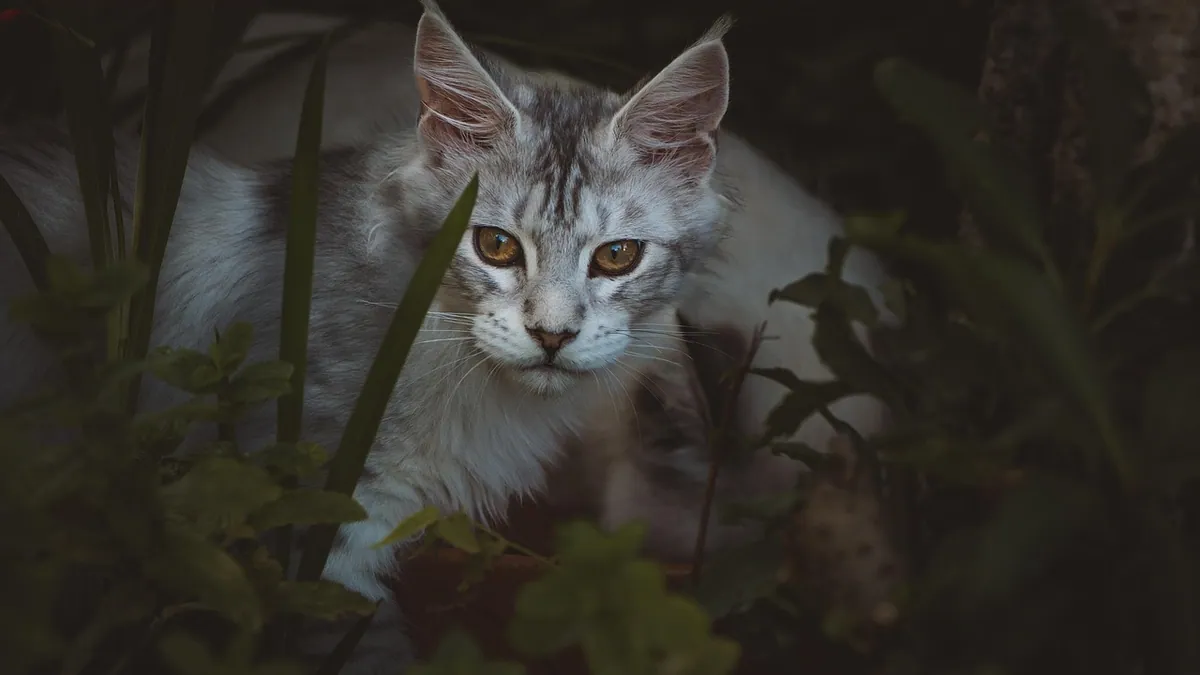 Is Mushroom Compost Toxic to Cats? What to Know