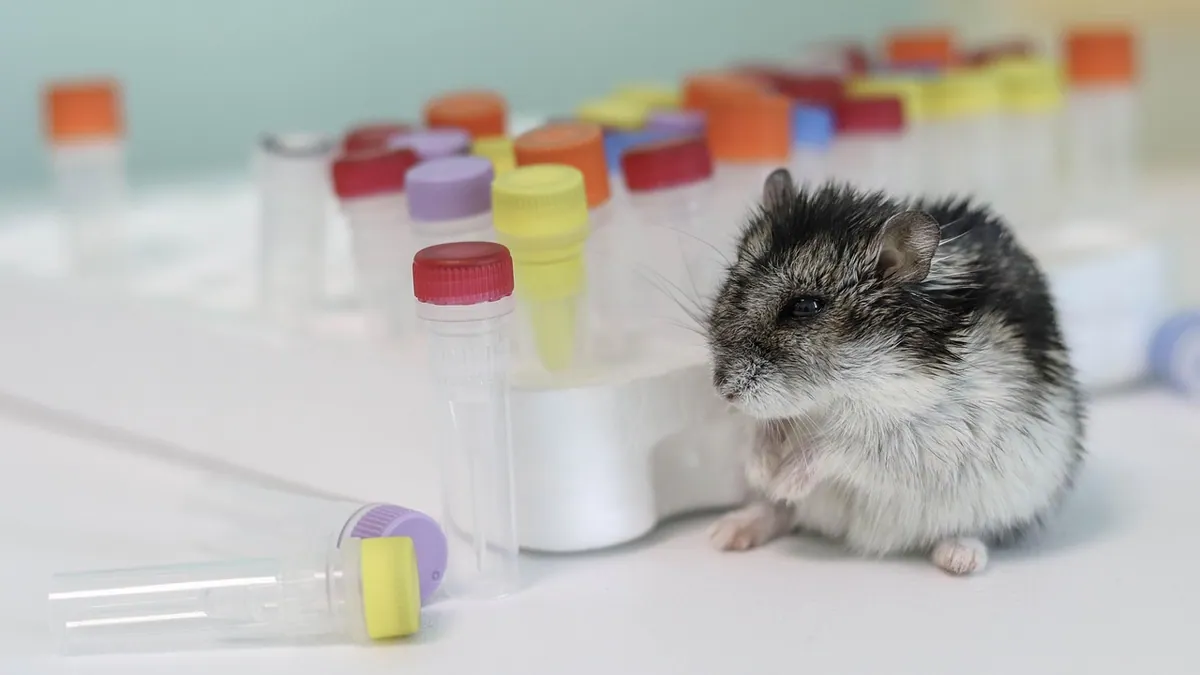 My Hamster Is Dying: What to Do Right Now