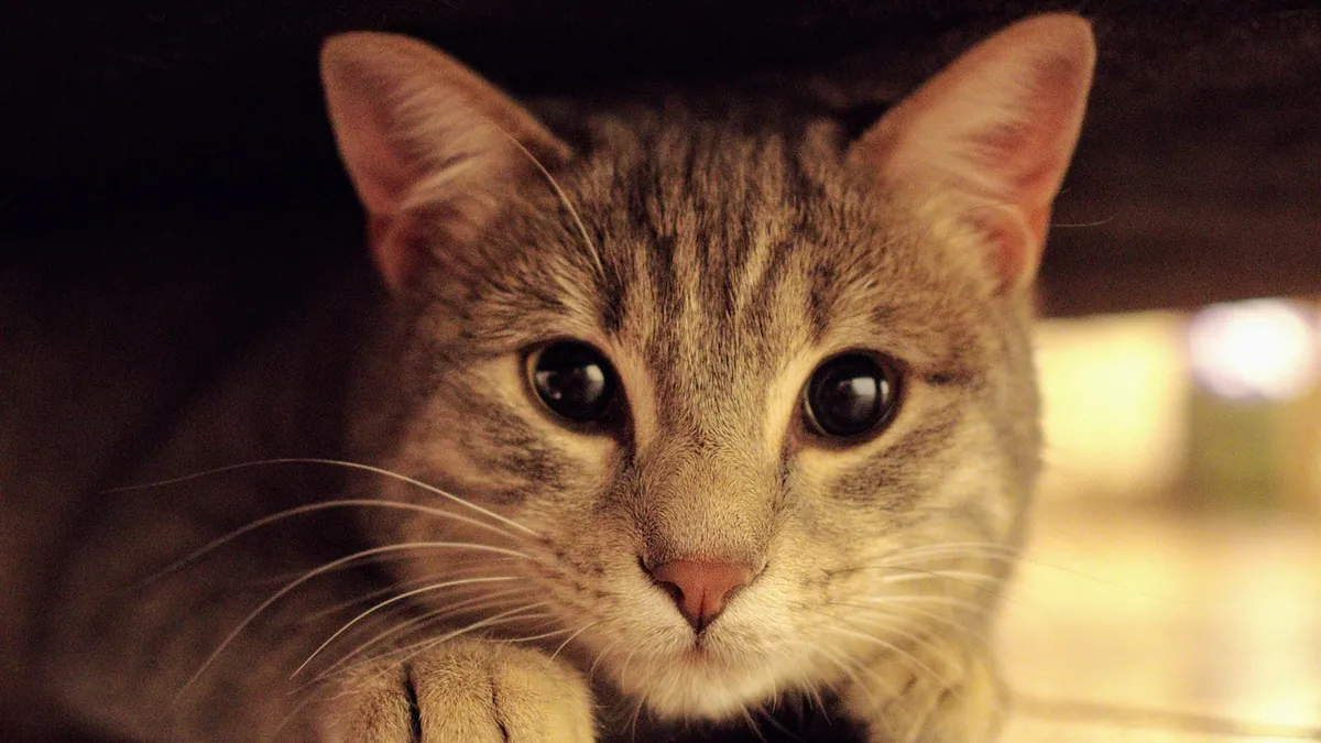 Are Naphthalene Mothballs Toxic to Cats? Vet Warning