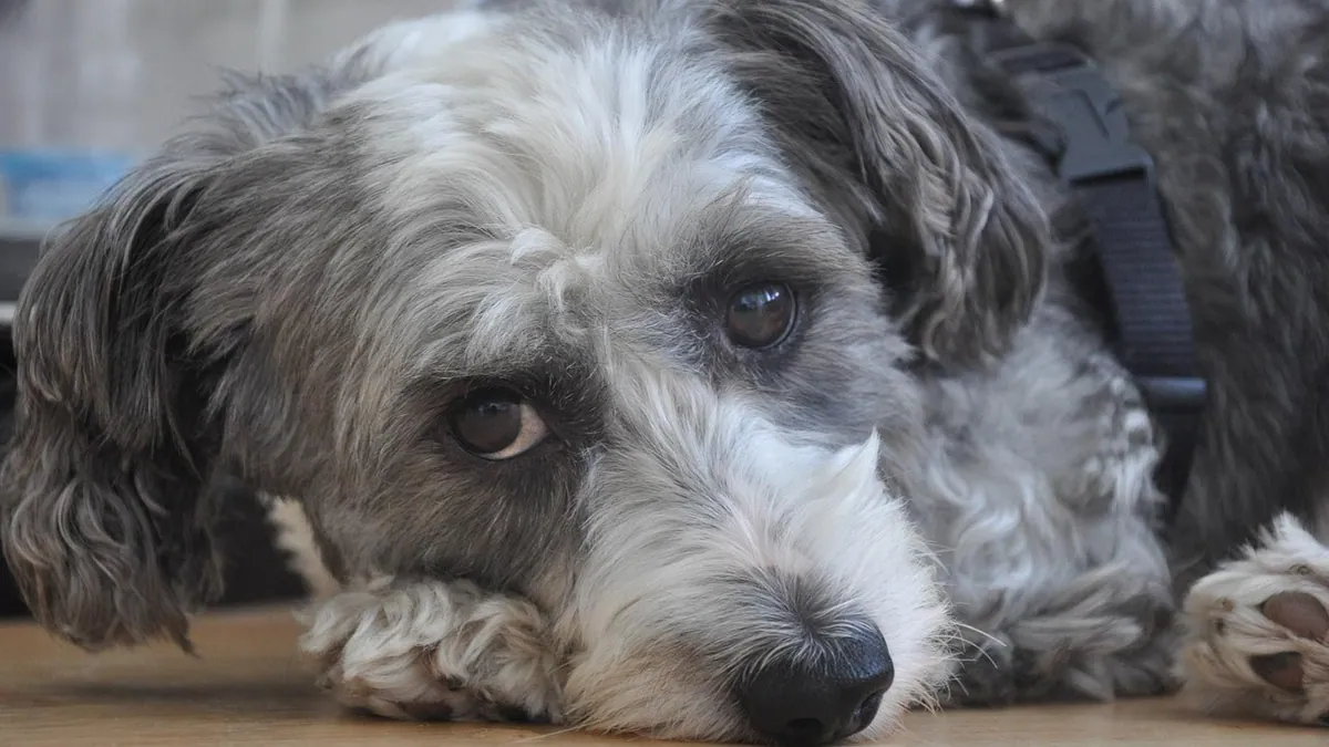 Is Naphthalene Toxic to Dogs? Mothball Poisoning Signs