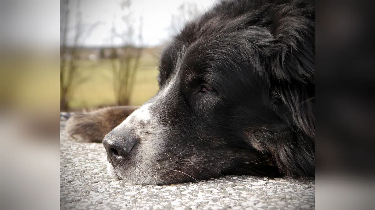 Nasal Cancer in Dogs: When to Consider Euthanasia